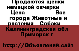 Продаются щенки немецкой овчарки!!! › Цена ­ 6000-8000 - Все города Животные и растения » Собаки   . Калининградская обл.,Приморск г.